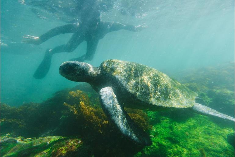 Sailing Wildlife viewing Ultimate Galapagos: Central Islands (Grand Daphne) package