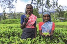 Classical Sri Lanka (Classic)
