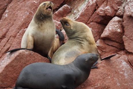 Galápagos Expedition: Darwin’s Playground, Central and North tour