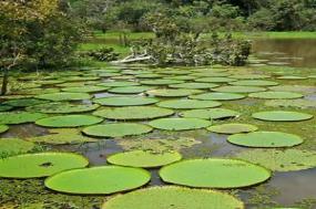 From the Inca Empire to the Peruvian Amazon
