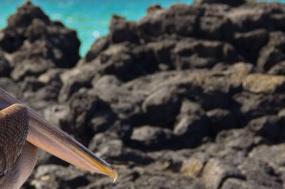 Classic Galapagos: Central Eastern Islands (Grand Queen Beatriz)