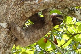 Discover Costa Rica - with Dominical