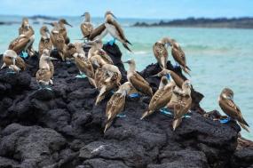 Machu Picchu & the Galapagos Islands featuring a 3-Night Cruise & 1-Night Island Stay - 2021
