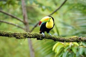 Essential Costa Rica