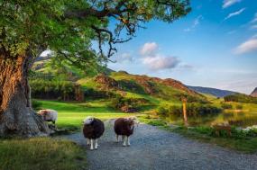 Britain and Ireland Delight (Summer)