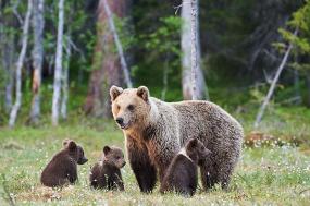 Alaska Wildlife & Wilderness