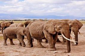 South Africa: From the Cape to Kruger