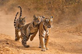 Essence of India (New Delhi, Small Groups, None)