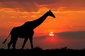 Gourmet South Africa: Wine & Safari