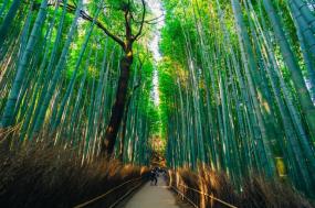 Japan: Past & Present A Cultural Journey from Tokyo to Osaka - 2024