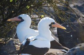 Ecuador, It’s Galapagos Islands with Coral and Peru 10 Days