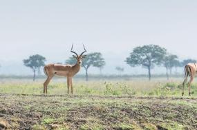 Stone Town to Vic Falls