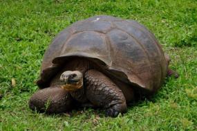 Ecuador & Galapagos Islands 8 Days