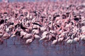 Kenya Highlights