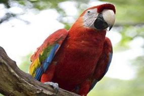 Spirit of South America with Amazon & Galápagos Cruise