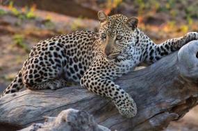 South Africa: An Elegant Adventure 2024