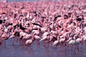 Kenya Highlights - 2019