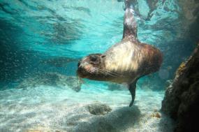 Island Hopping in the Galapagos