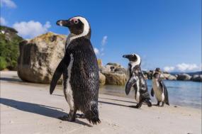 Cape Town and the Garden Route - Premium Adventure