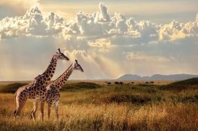 Tanzania: Serengeti to Zanzibar 2025