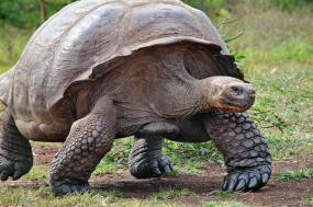 Galapagos Explorer: Central Islands (Grand Queen Beatriz)