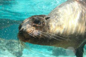 Classic Galapagos: Southern Islands (Grand Queen Beatriz)