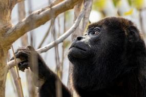Pura Vida Costa Rica - Premium Adventure