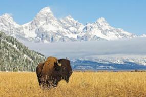 National Park Wonders (Jackson)