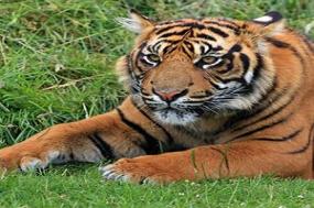 Icons of India: The Taj, Tigers & Beyond with Kathmandu