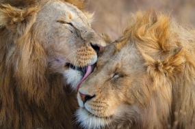 Tanzania: Serengeti to Zanzibar 2021