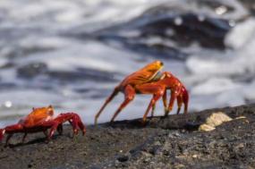 Classic Galapagos: Central Southern Islands (Grand Queen Beatriz)