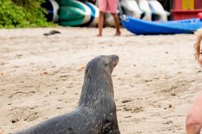 Peru & Galapagos Explorer
