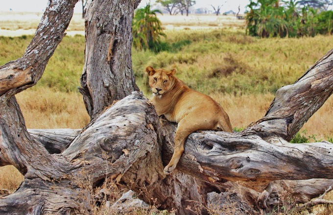 Tanzania Photo Safari tour