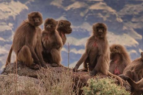 Trek Ethiopia: The Simien Mountains tour