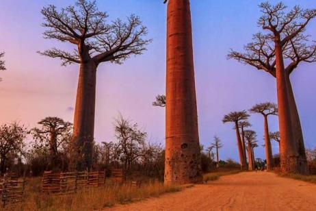 Madagascar Baobabs & Beyond