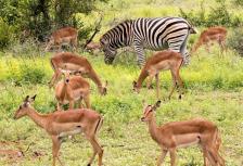 Explore Southern Africa tour