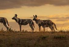 Vic Falls to Kruger tour