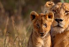 Kruger & Cape Town Short Break by Train tour