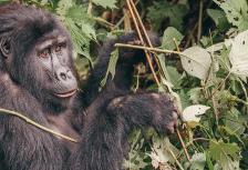 Gorillas & Game Parks tour