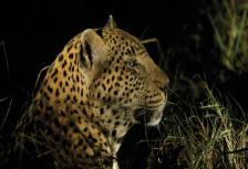 Kruger to Vic Falls tour