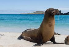 Galapagos Panorama - Northern Islands - (Nemo III) tour