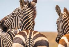 Africa Encompassed Southbound tour