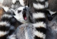 Highlights of Madagascar tour