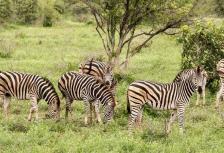 Kruger & Coast tour