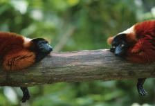 Experience Madagascar tour