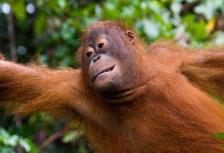 Borneo Family Holiday tour