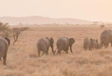 Serengeti Trail tour