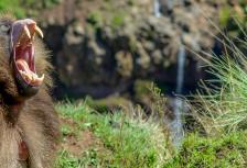 Ethiopian Highlands Northbound tour