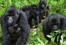 Uganda Gorilla Short Break tour