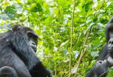 Johannesburg to Gorillas tour